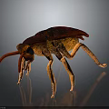 Vibrant Red Orange Beetle With Shiny Exoskeleton Long Antennae And Multiple Legs