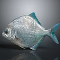 Silver Fish with Blue Fins and Tail Shiny Scales on Dark Background and Reflection