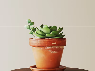 Potted Succulent In Weathered Terracotta Pot On Dark Wooden Table Against Light Wall 3d model