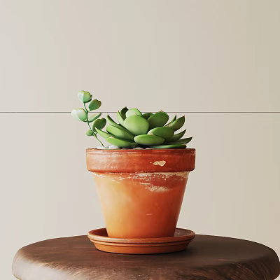 Potted Succulent In Weathered Terracotta Pot On Dark Wooden Table Against Light Wall 3d model