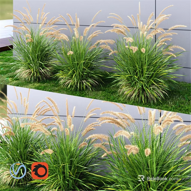 Ornamental Grass Decorative Set With White Plumes Against Gray Wall And Lawn 3d model 