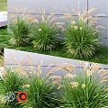 Ornamental Grass Decorative Set With White Plumes Against Gray Wall And Lawn