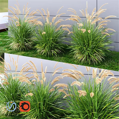 Ornamental Grass Decorative Set With White Plumes Against Gray Wall And Lawn 3d model