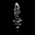 Various Bamboo Plants With Green Leaves And White Blooms In Different Heights
