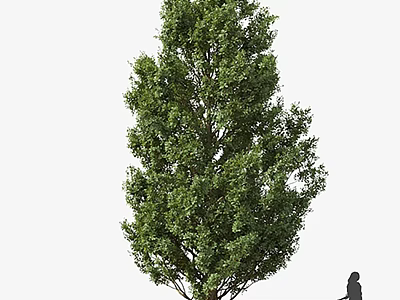 Tall Green Arbor With Lush Foliage And Human Silhouette For Scale 3d model