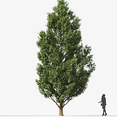 Tall Green Arbor With Lush Foliage And Human Silhouette For Scale 3d model
