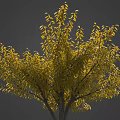 Beautiful Pink Cherry Blossom Tree For Spring Themed Food Presentation