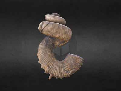 Unique Ancient Spiral Seashell Fossil With Detailed Texture On Dark Background 3d model