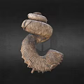 Unique Ancient Spiral Seashell Fossil With Detailed Texture On Dark Background