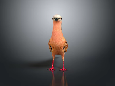 Colorful Bird with Pink Body Orange Black Wings Red Feet White Head on Black Background 3d model