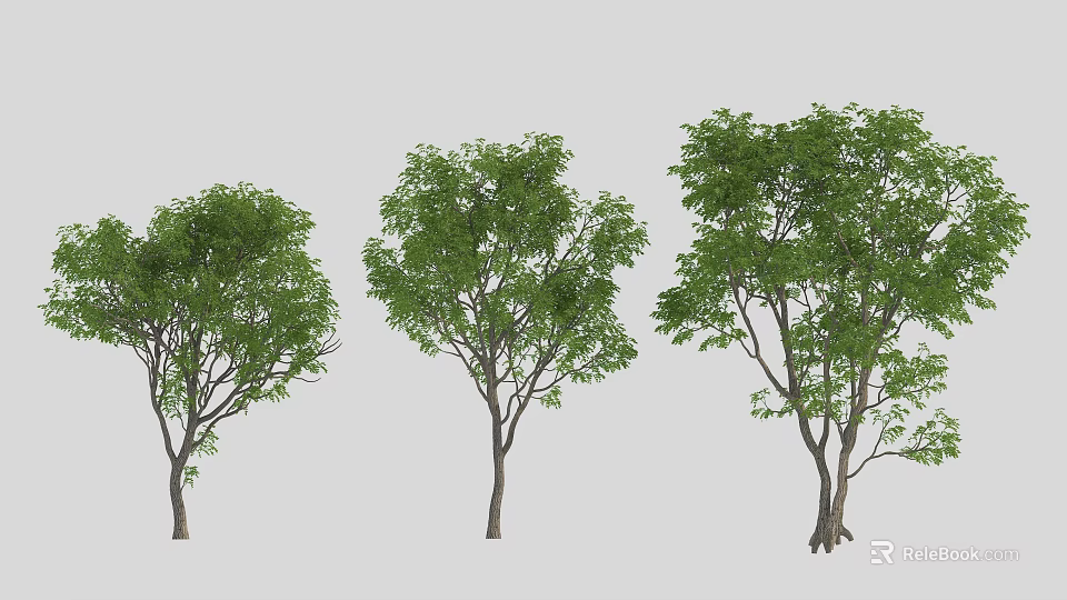 Three Arbor Trees With Varying Sizes And Lush Green Foliage In Natural Growth 3d model 