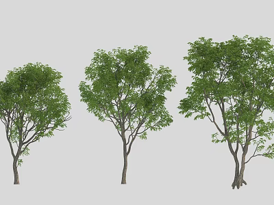 Three Arbor Trees With Varying Sizes And Lush Green Foliage In Natural Growth 3d model