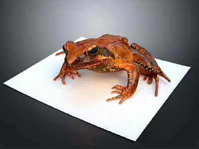 Brown Spotted Frog Sitting On White Tissue With Detailed Limbs And Eyes 3d model