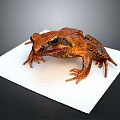 Brown Spotted Frog Sitting On White Tissue With Detailed Limbs And Eyes