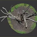 Natural Twisted Tree Roots Structure With Green Moss And Soil Base