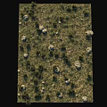 Low Growing Green Bushes In Grassland Field With Moss Covered Stones