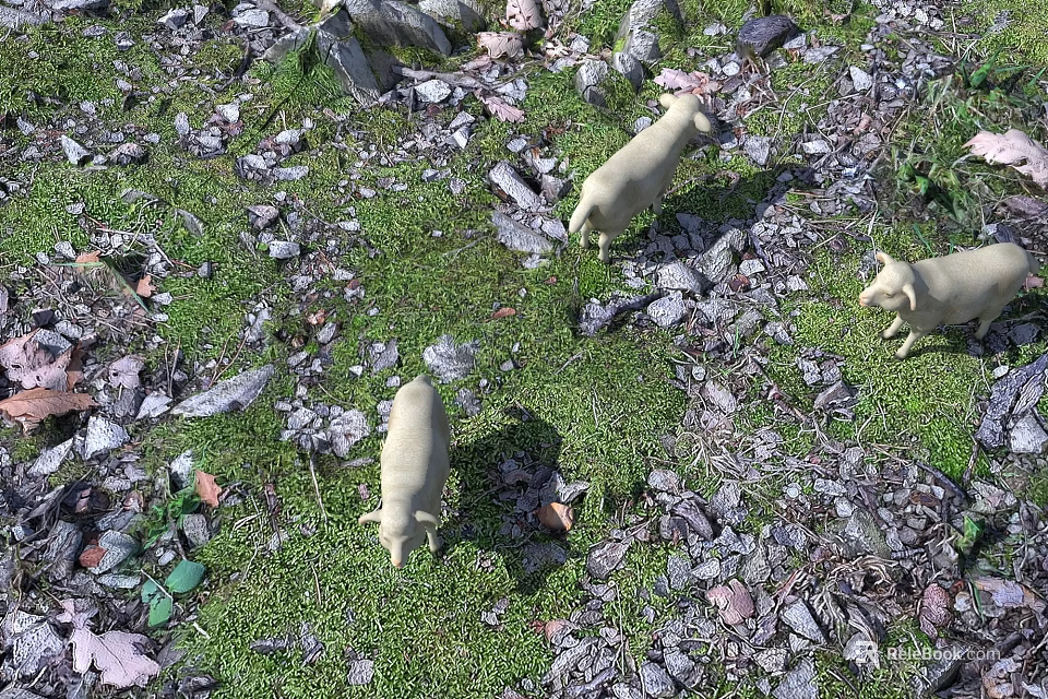 Reptiles In Their Natural Environment With Moss Rocks And Leaves 3d model 