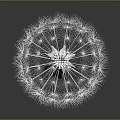 Single White Dandelion Plant With Slender Stem Isolated On Gray Background