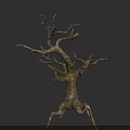Isolated Leafless Tree With Twisted Branches And Dry Trunk On Dark Background