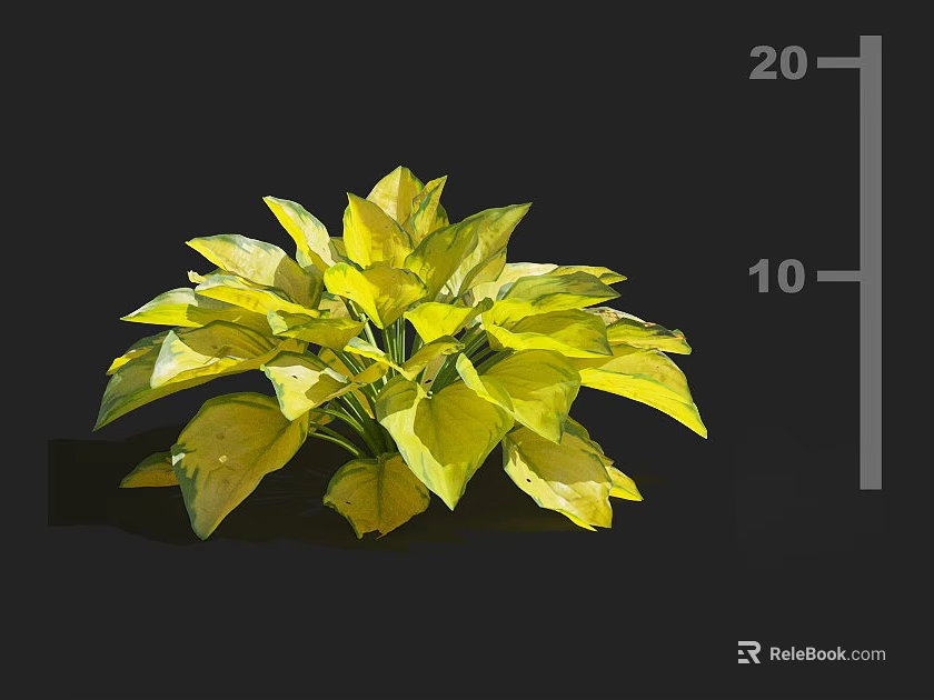 Vibrant Yellow Leaf Plant on Black Background with Size Scale Indicator 3d model