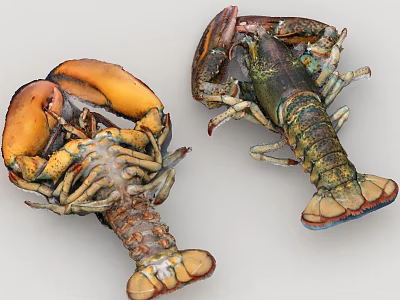 Fresh Raw Lobsters With Colorful Shells And Claws On White Background 3d model