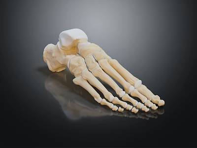 Medical Device 3D Rendered Foot Bone Model Anatomical Skeletal Structure for Orthopedic Education 3d model