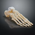 Medical Device 3D Rendered Foot Bone Model Anatomical Skeletal Structure for Orthopedic Education