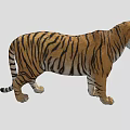 Realistic 3D Tiger Model With Detailed Fur And Striped Pattern 3d model