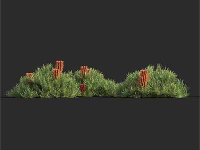 Lush Green Shrubs With Vibrant Red Flowering Spikes In Garden Landscaping 3d model