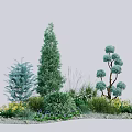 Diverse Trees with Conical and Round Canopies Surrounded by Shrubs Herbs on Gravel Ground