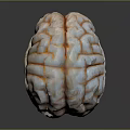 head structure head structure brain structure human head structure human facial tissue human facial muscle tissue 3d model