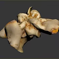 Fresh Organic Exotic Mushroom With Orange Yellow Frilly Edges And Trumpet Shape