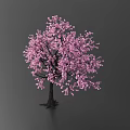 Blooming Decorative Shrub With Vibrant Pink Flowers And Lush Foliage