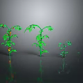 Decorative Green Plants With Red Fruits In Various Sizes For Home Decoration