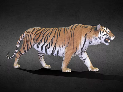 Realistic 3D Rendered Tiger With Walking Posture And Open Mouth 3d model
