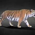 Realistic 3D Rendered Tiger With Walking Posture And Open Mouth