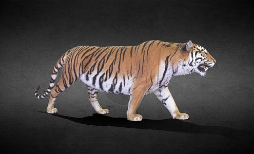 The Modern Tiger 3d model