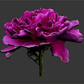 Vibrant Pink Peony Blooming with Fresh Green Leaves on Gray Background