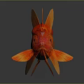 Bright Red Goldfish With Orange Tail Fins And Reflection On Gray Background