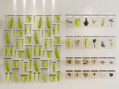 Wall Display With Transparent Cases Holding Diverse Plant Specimens And Green Leaves 3d model