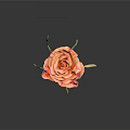 Orange Pink Rose With Layered Petals Green Stem And Leaves On Dark Background