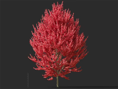 Red Arbor With Vibrant Red Foliage And Lush Crown Isolated On Dark Background 3d model