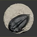 Ancient Trilobite Fossil With Preserved Organ Structure And Hair Like Details On Stone Base