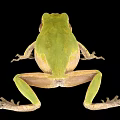 Green Frog With Brown Eyes And Light Underbelly Against Black Background