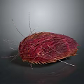 Red Hairy Creature With Long Thin Legs Oval Body And Dark Background