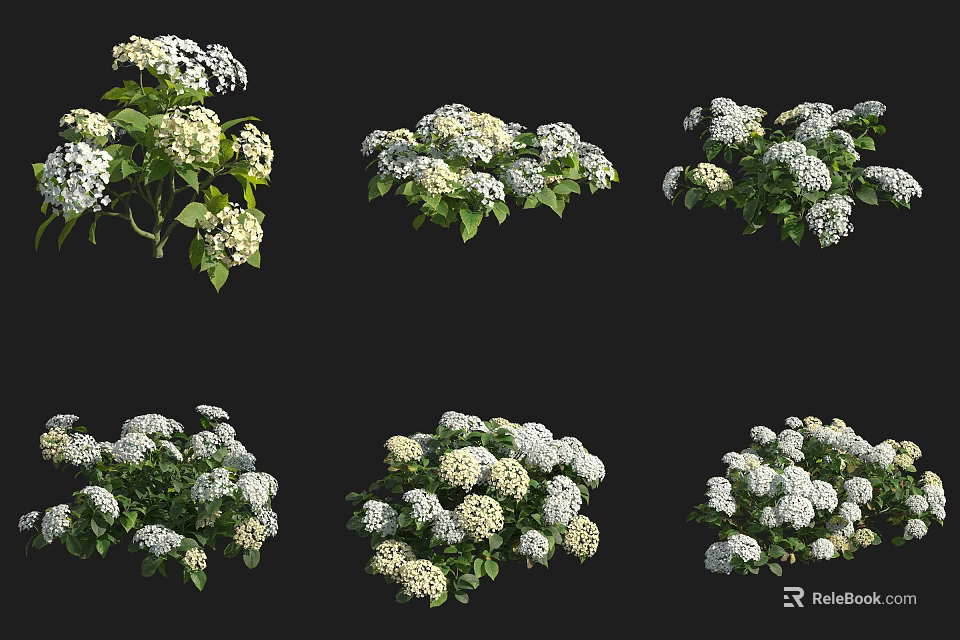 Decorative Shrub With White Flowers And Green Leaves In Various Display Styles 3d model 