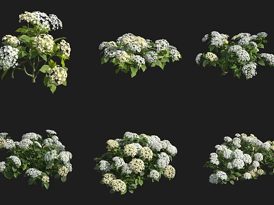 Decorative Shrub With White Flowers And Green Leaves In Various Display Styles 3d model