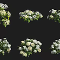 Decorative Shrub With White Flowers And Green Leaves In Various Display Styles