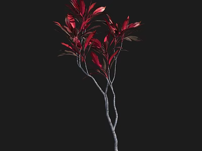 Vibrant Red Leaf Shrub With Slender Branches Against Black Background 3d model