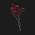 Vibrant Red Leaf Shrub With Slender Branches Against Black Background